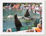 Sea Lions Central Park Zoo New York * 2592 x 1944 * (1.86MB)